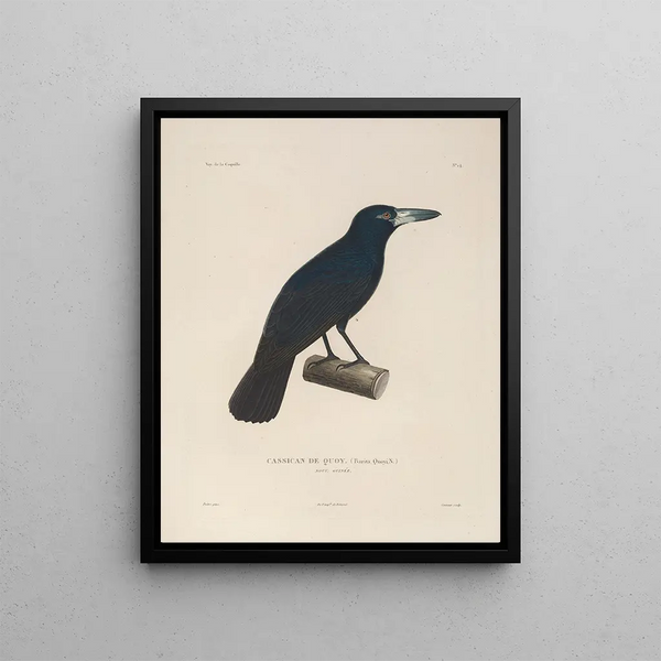 Voyage autour du monde Pl117 - Louis-Isidore Duperrey — framed artwork on a wall