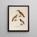 Voyage around the world Pl118 - Louis-Isidore Duperrey — framed artwork on a wall