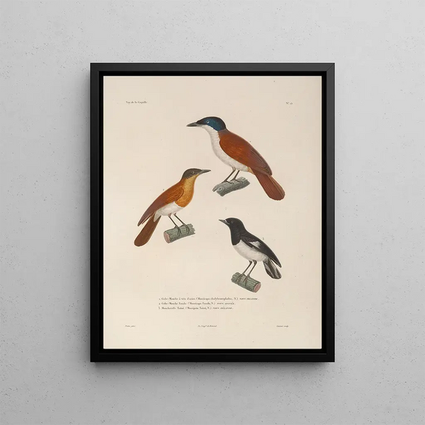 Voyage around the world Pl118 - Louis-Isidore Duperrey — framed artwork on a wall