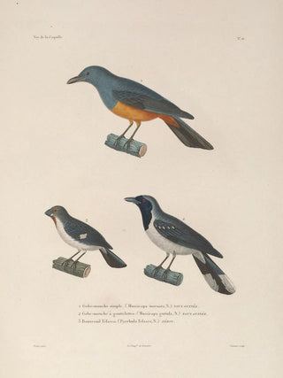 LouisIsidore Duperrey - Voyage autour du monde Pl119.webp