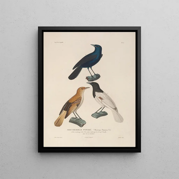 Voyage around the World Pl120 - Louis-Isidore Duperrey — framed artwork on a wall