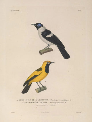 LouisIsidore Duperrey - Voyage autour du monde Pl121.webp