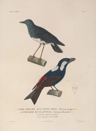 LouisIsidore Duperrey - Voyage autour du monde Pl122.webp