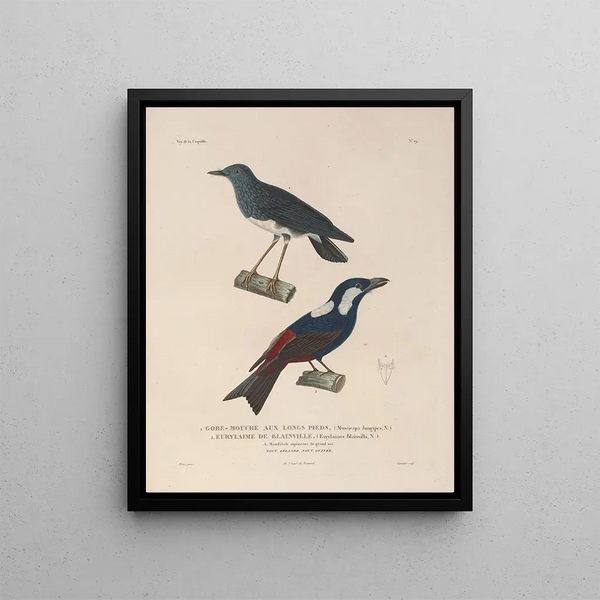 Voyage around the World Pl122 - Louis-Isidore Duperrey — framed artwork on a wall