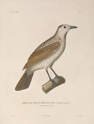 LouisIsidore Duperrey - Voyage autour du monde Pl123.webp