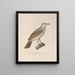 Voyage autour du monde Pl123 - Louis-Isidore Duperrey — framed artwork on a wall