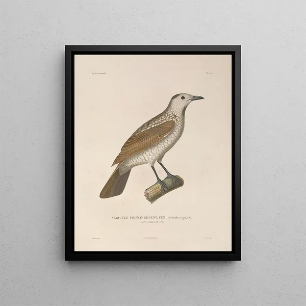 Voyage autour du monde Pl123 - Louis-Isidore Duperrey — framed artwork on a wall