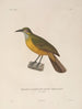 Voyage autour du monde Pl125 - Louis-Isidore Duperrey — artwork view
