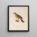 Voyage autour du monde Pl125 - Louis-Isidore Duperrey — framed artwork on a wall