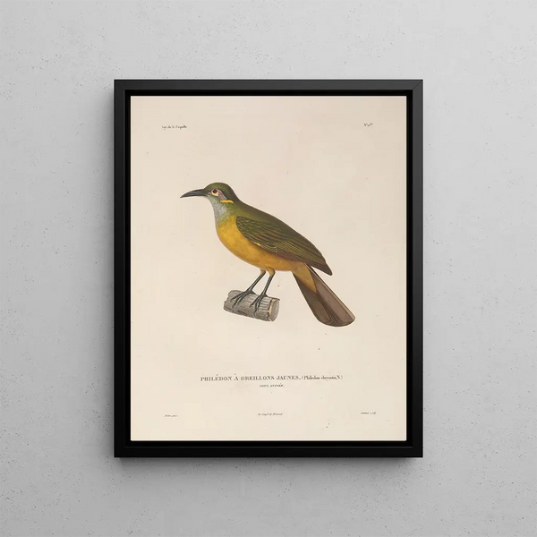 Voyage autour du monde Pl125 - Louis-Isidore Duperrey — framed artwork on a wall