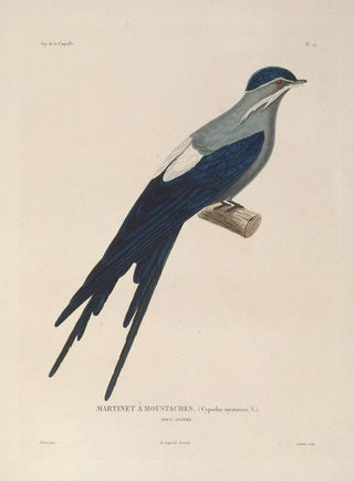 LouisIsidore Duperrey - Voyage autour du monde Pl126.webp