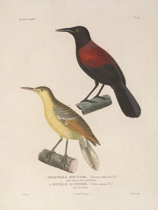 LouisIsidore Duperrey - Voyage autour du monde Pl127.webp