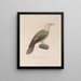 Voyage autour du monde Pl128 - Louis-Isidore Duperrey — framed artwork on a wall