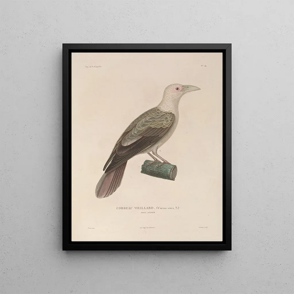 Voyage autour du monde Pl128 - Louis-Isidore Duperrey — framed artwork on a wall