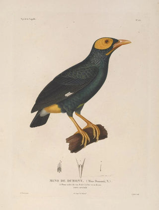 LouisIsidore Duperrey - Voyage autour du monde Pl129.webp