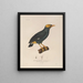 Voyage around the world Pl129 - Louis-Isidore Duperrey — framed artwork on a wall