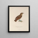 Voyage around the world Pl130 - Louis-Isidore Duperrey — framed artwork on a wall