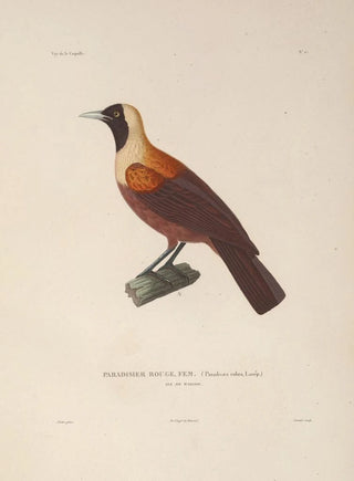 LouisIsidore Duperrey - Voyage autour du monde Pl131.webp