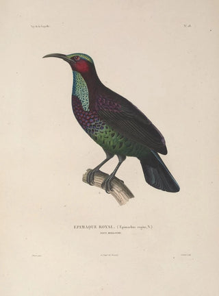 LouisIsidore Duperrey - Voyage autour du monde Pl132.webp