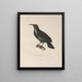 Voyage autour du monde Pl132 - Louis-Isidore Duperrey — framed artwork on a wall