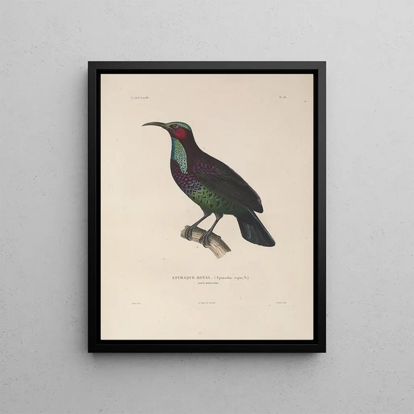 Voyage autour du monde Pl132 - Louis-Isidore Duperrey — framed artwork on a wall