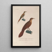 Voyage around the world Pl133 - Louis-Isidore Duperrey — framed artwork on a wall