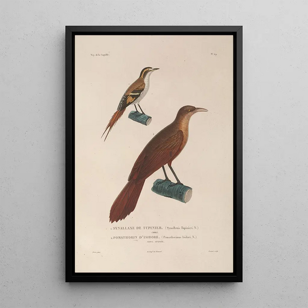 Voyage around the world Pl133 - Louis-Isidore Duperrey — framed artwork on a wall