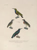Voyage around the world Pl134 - Louis-Isidore Duperrey — artwork view