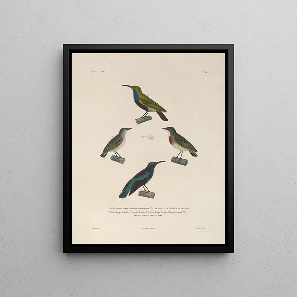 Voyage around the world Pl134 - Louis-Isidore Duperrey — framed artwork on a wall
