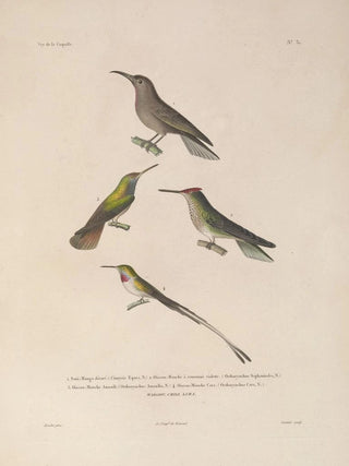 LouisIsidore Duperrey - Voyage autour du monde Pl135.webp