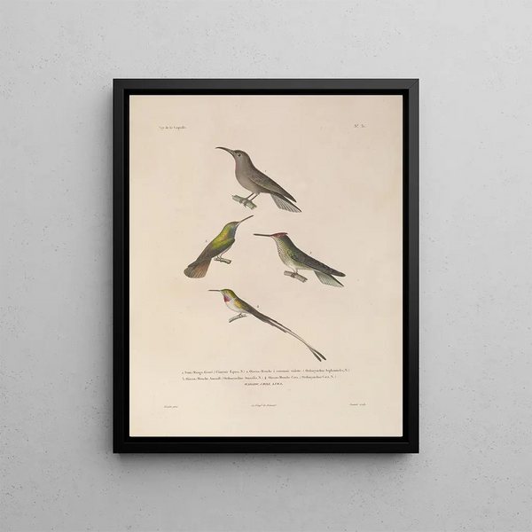 Voyage autour du monde Pl135 - Louis-Isidore Duperrey — framed artwork on a wall
