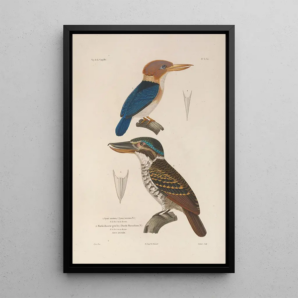 Voyage around the World Pl136 - Louis-Isidore Duperrey — framed artwork on a wall