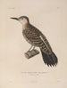Voyage around the World Pl137 - Louis-Isidore Duperrey — artwork view
