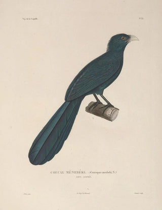 LouisIsidore Duperrey - Voyage autour du monde Pl138.webp