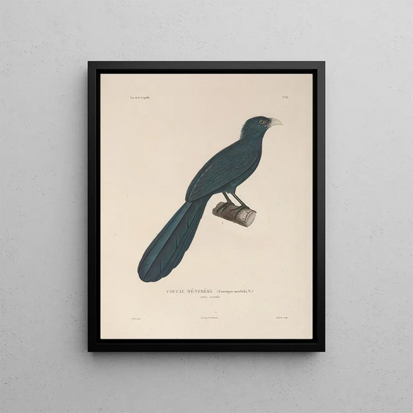 Voyage autour du monde Pl138 - Louis-Isidore Duperrey — framed artwork on a wall
