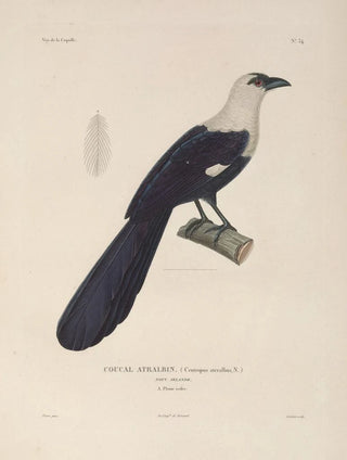 LouisIsidore Duperrey - Voyage autour du monde Pl139.webp