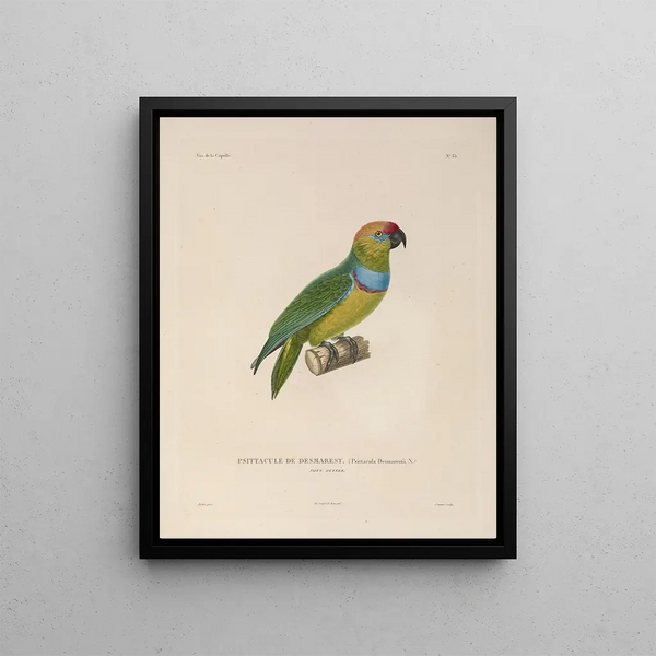 Voyage around the World Pl140 - Louis-Isidore Duperrey — framed artwork on a wall