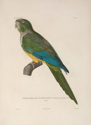 LouisIsidore Duperrey - Voyage autour du monde Pl141.webp