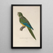 Voyage autour du monde Pl141 - Louis-Isidore Duperrey — framed artwork on a wall