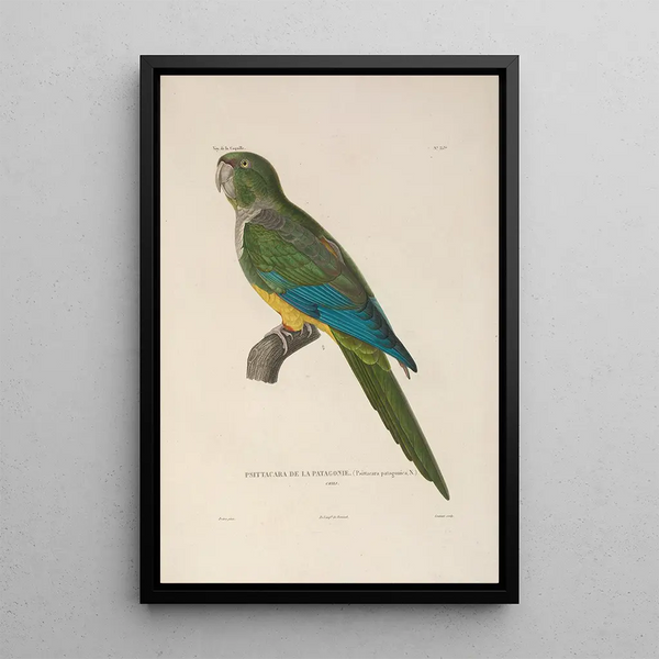 Voyage autour du monde Pl141 - Louis-Isidore Duperrey — framed artwork on a wall