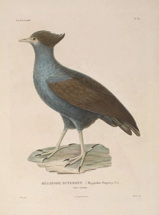 LouisIsidore Duperrey - Voyage autour du monde Pl142.webp