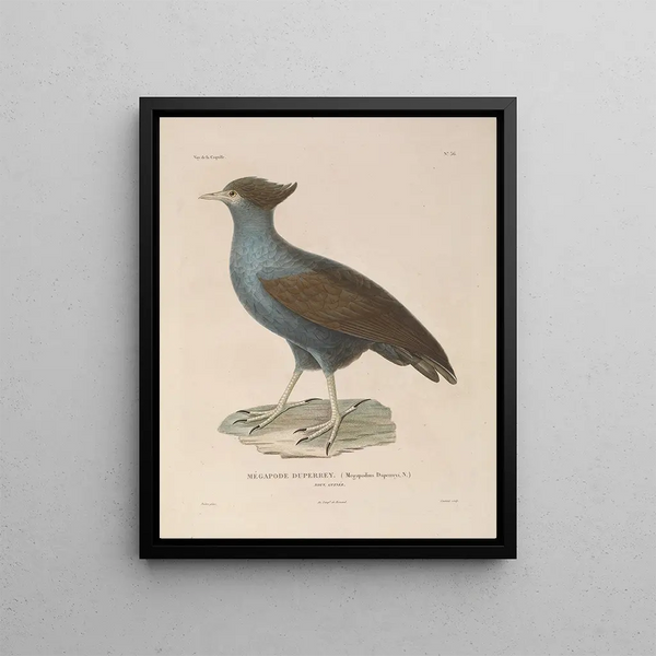 Voyage around the World Pl142 - Louis-Isidore Duperrey — framed artwork on a wall