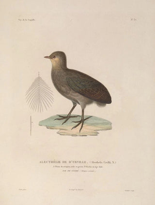 LouisIsidore Duperrey - Voyage autour du monde Pl143.webp