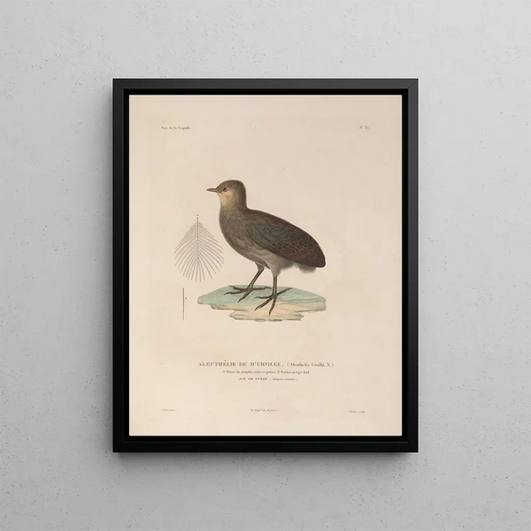 Voyage around the World Pl143 - Louis-Isidore Duperrey — framed artwork on a wall
