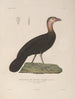 Voyage around the World Pl144 - Louis-Isidore Duperrey — artwork view