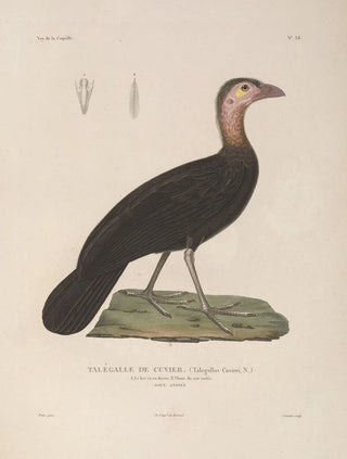 LouisIsidore Duperrey - Voyage autour du monde Pl144.webp