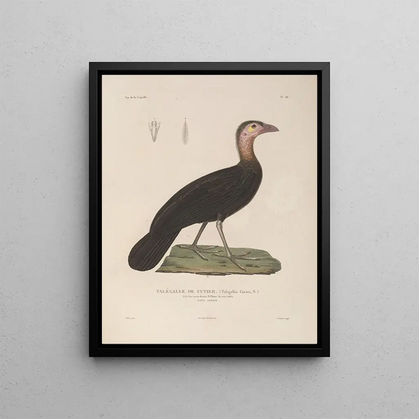 Voyage around the World Pl144 - Louis-Isidore Duperrey — framed artwork on a wall
