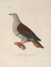 Voyage autour du monde Pl145 - Louis-Isidore Duperrey — artwork view