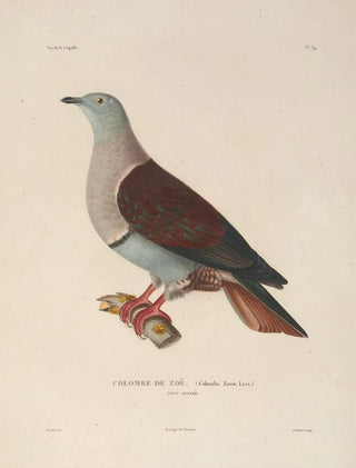 LouisIsidore Duperrey - Voyage autour du monde Pl145.webp
