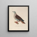 Voyage autour du monde Pl145 - Louis-Isidore Duperrey — framed artwork on a wall